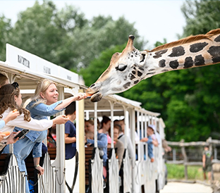 Turisticka agencija Euroline PekezRichter safari park slika